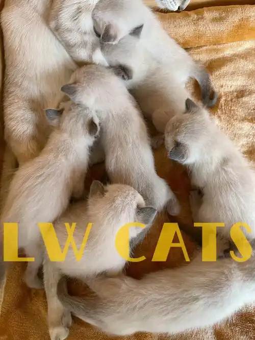 日更19日龄小奶猫lw暹罗猫