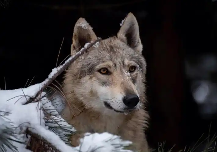 佳格宠物摄影捷克狼犬