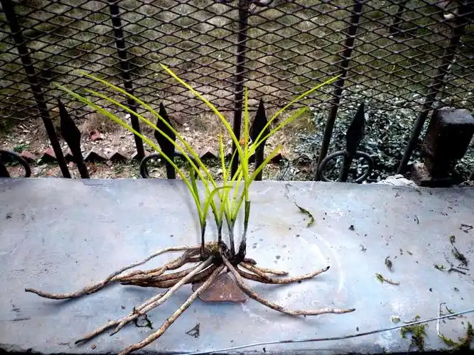 【蕙兰联苗立叶黄变异草】 - 中国兰花交易网