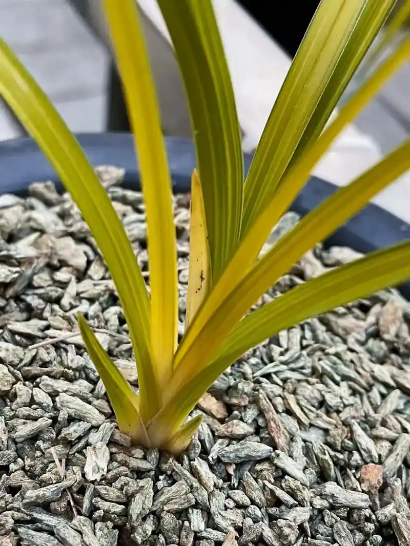 蕙兰朱金黄草(随州七里香兰园) - 抖音