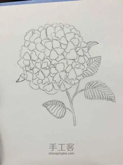 手绘满天星简笔画吊钟花简笔画图片满天星简笔画关于满天星的简笔画