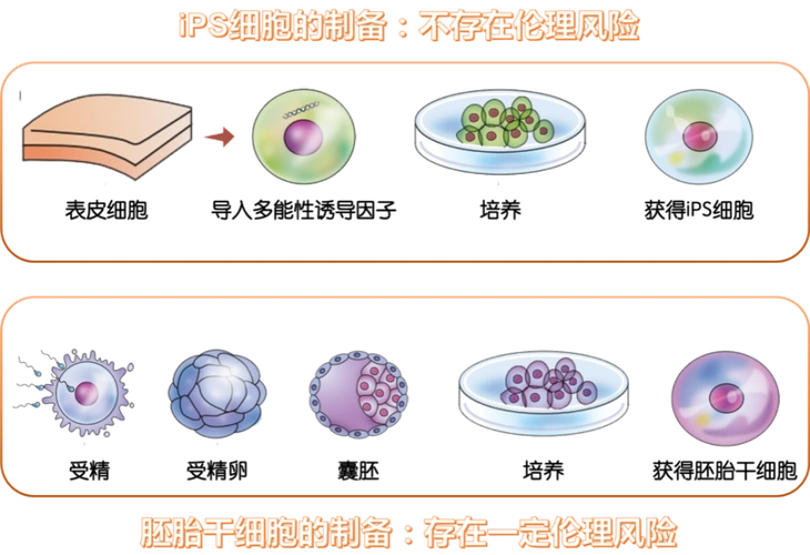 ips细胞和胚胎干细胞的对比丨作者制图培育胎盘干细胞——从20天到3天