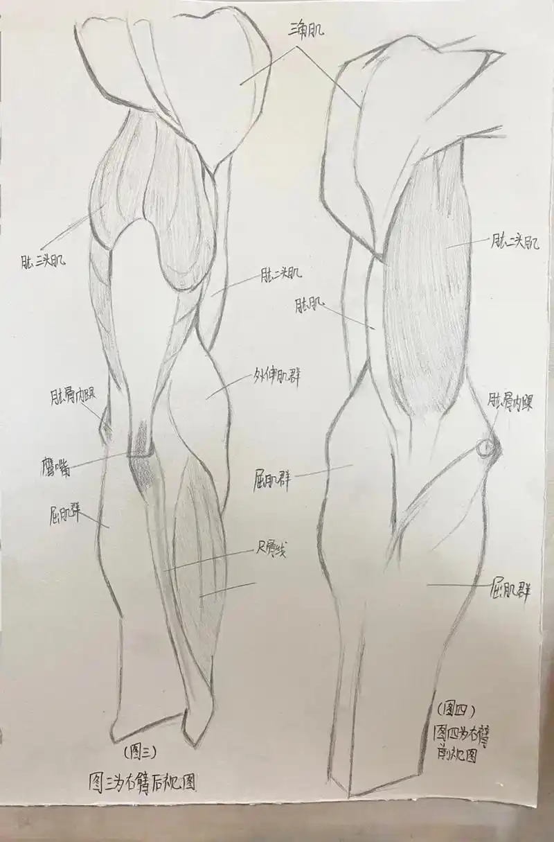 手臂肌肉结构图 手臂肌肉结构