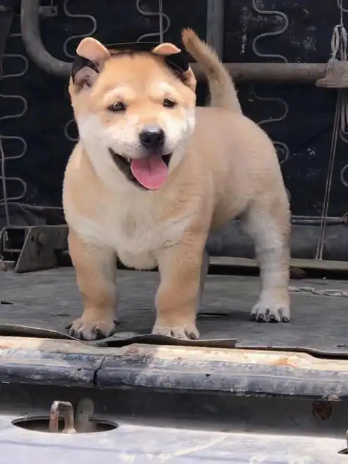 中华田园犬黄狗白面