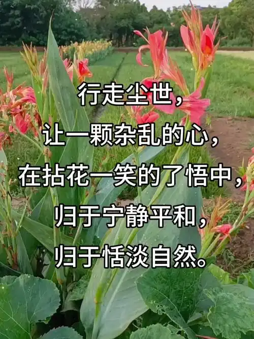 修心养性‖让人心静的佛语禅心!