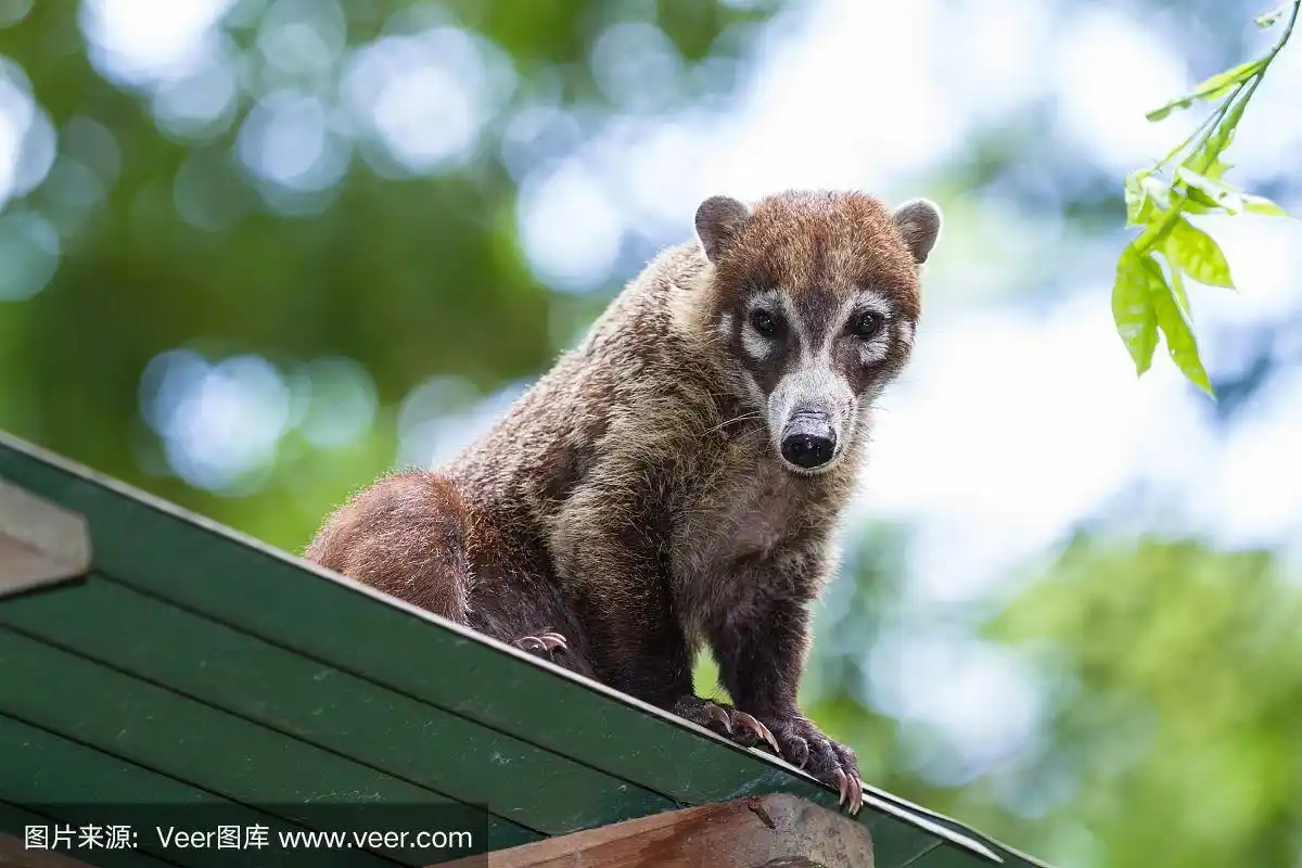 白色的鼻子长鼻浣熊