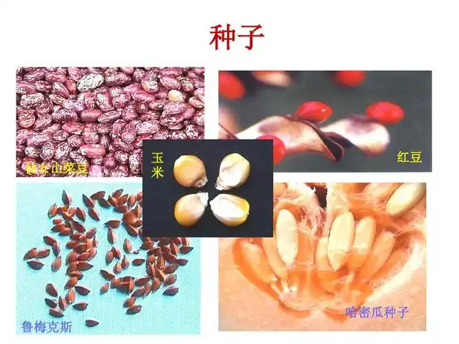 植物学 八种子ppt