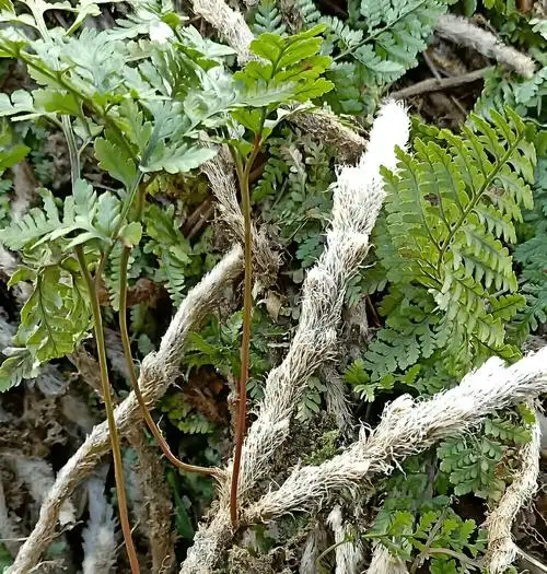 山里有1种"白毛蛇",叶子像蕨菜,用处十分多,古人常去采挖它