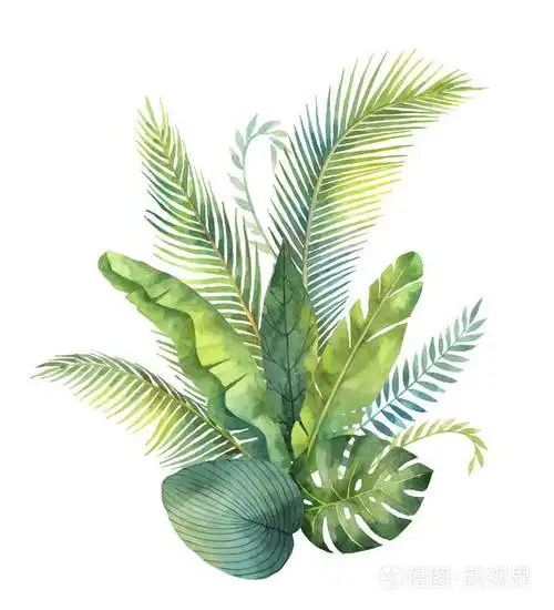 水彩矢量花束热带叶子和分支在白色背景下被隔绝