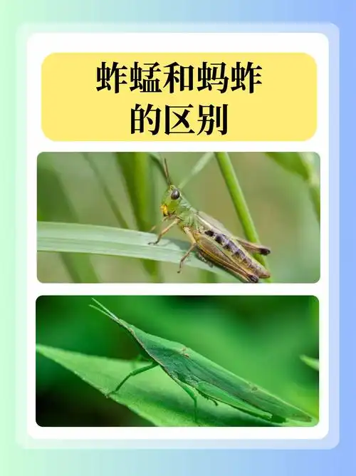 蚱蜢和蚂蚱的区别