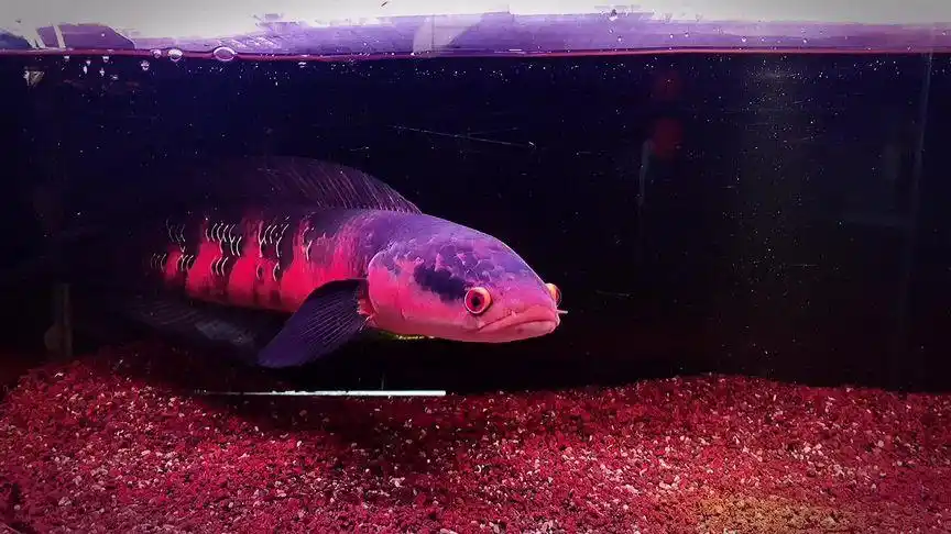 红帝王 #黑魔神雷龙 #萌宠出道计划 #雷龙鱼