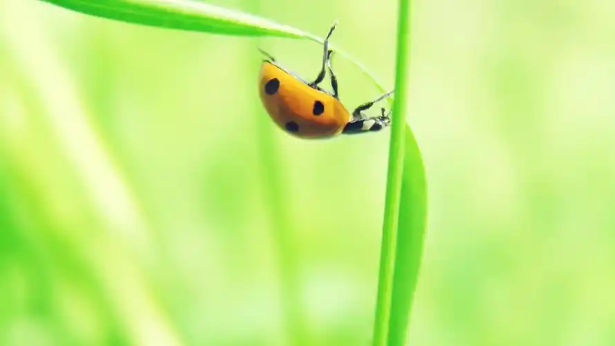 清新绿色护眼高清桌面壁纸