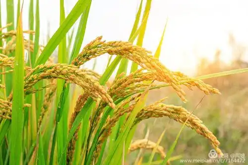 越是成熟的稻穗,越懂得弯腰,也愈让人无比崇敬.向前辈致敬!