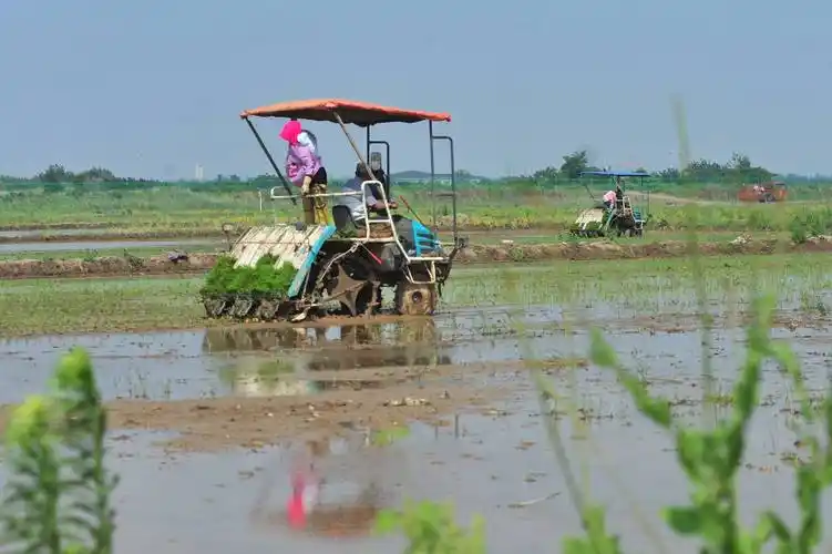 农民在青岛市城阳区上马街道的盐碱地稻作改良示范基地为机器插秧做