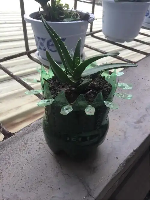 在暑假期间,我用可乐瓶做了一个花盆,并在里面种了一株芦荟.