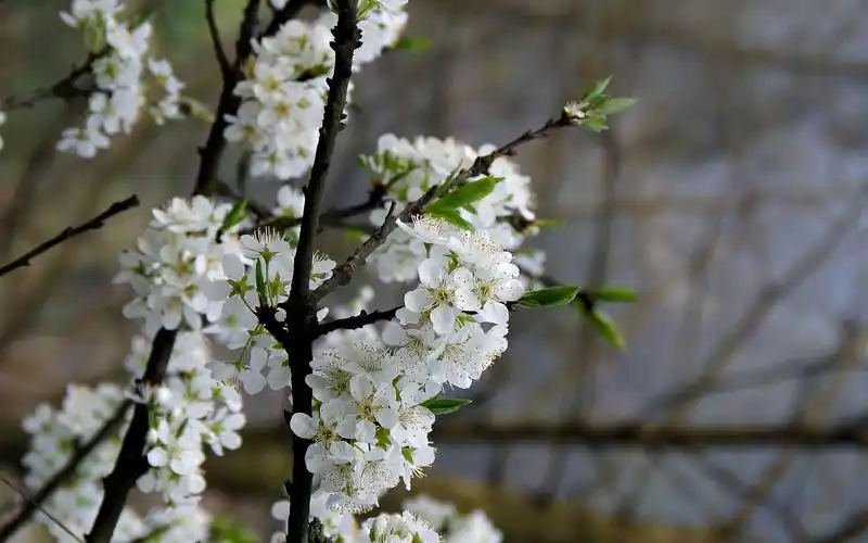 洁白的李花高清图片电脑高清桌面壁纸下载