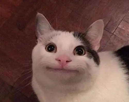 尴尬而不失礼貌的微笑国外猫咪因脸部表情走红ins