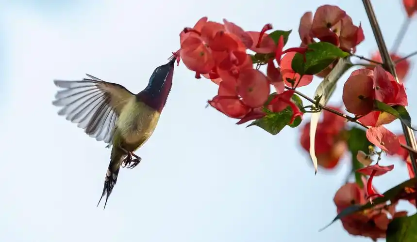 丹红花与太阳鸟