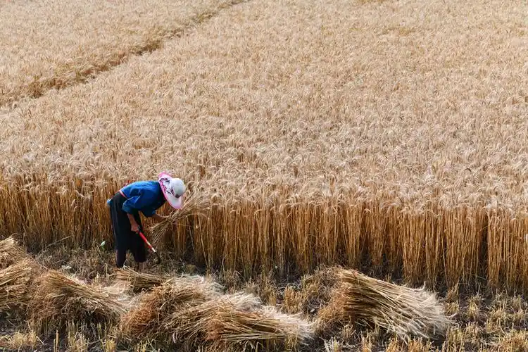 我国粮食生产实现"十七连丰"【2】