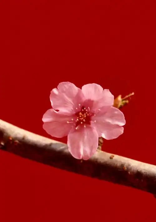 春日唯美樱花风光意境