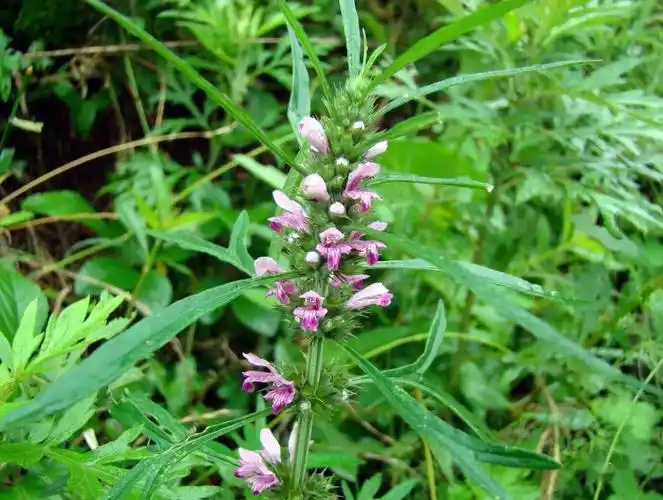 益母草图片(益母草图片功能主治)