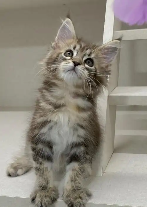 广东缅因棕虎斑妹妹