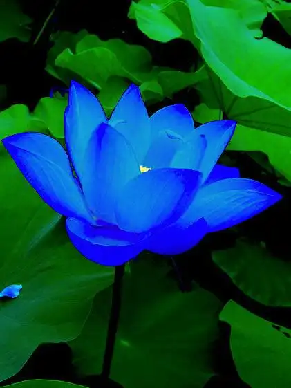 濯濯灵修质,盈盈神女标 - 蓝莲花的日志 - 网易博客