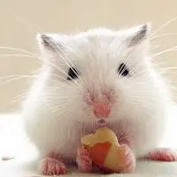 小仓鼠qq头像可爱的小仓鼠图片