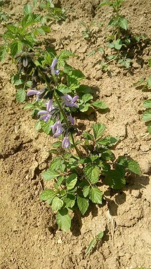 丹参苗产量血参苗多少钱一颗价格稳收益高