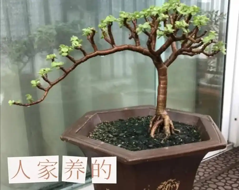 同样都是金枝玉叶,别人养的怎么看都好看,再看看我养的,总觉得 - 抖音