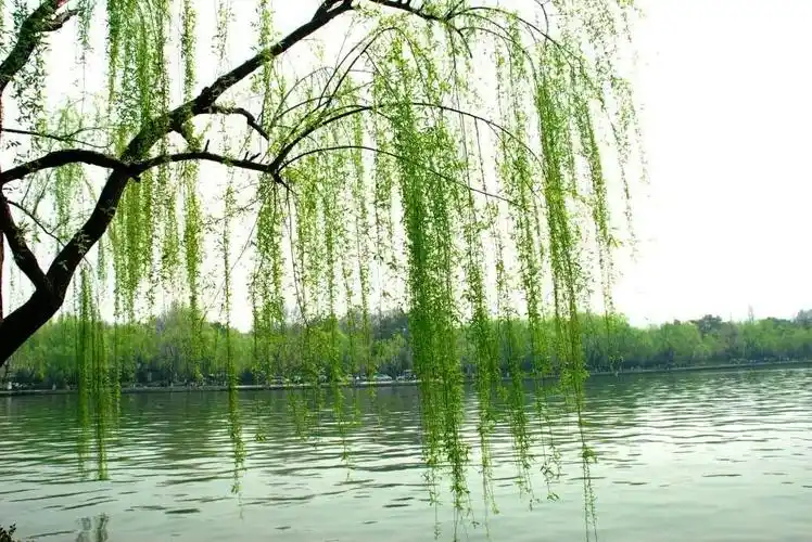 春季传染疾病己进入高发期,请家长做好防控工作