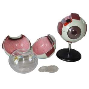 眼球解剖模型 - 初中生物 - 广州市捷星教学仪器有限公司