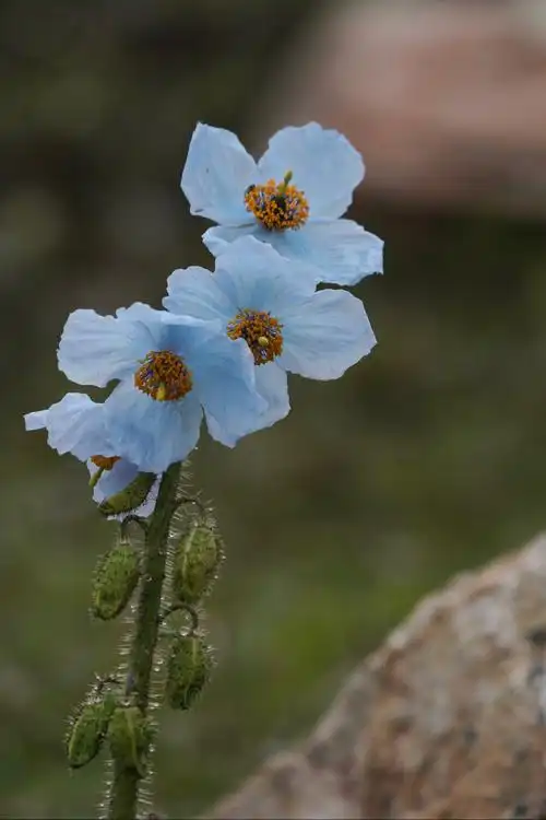 【总状绿绒蒿】