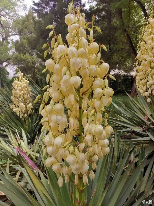 丝兰花原产北美洲