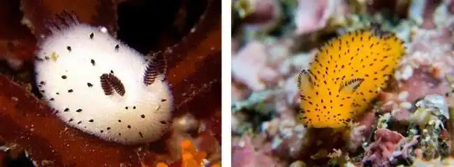 在大多数人的眼中,绝对很难将蛞蝓划为可爱的一类中,因为俗称鼻涕虫