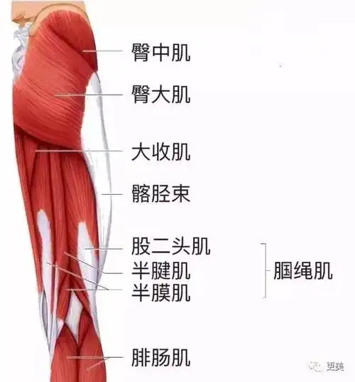 我们走路,跑步时通常运动到的就是大腿前侧的肌肉,再加上骨盆前倾,膝