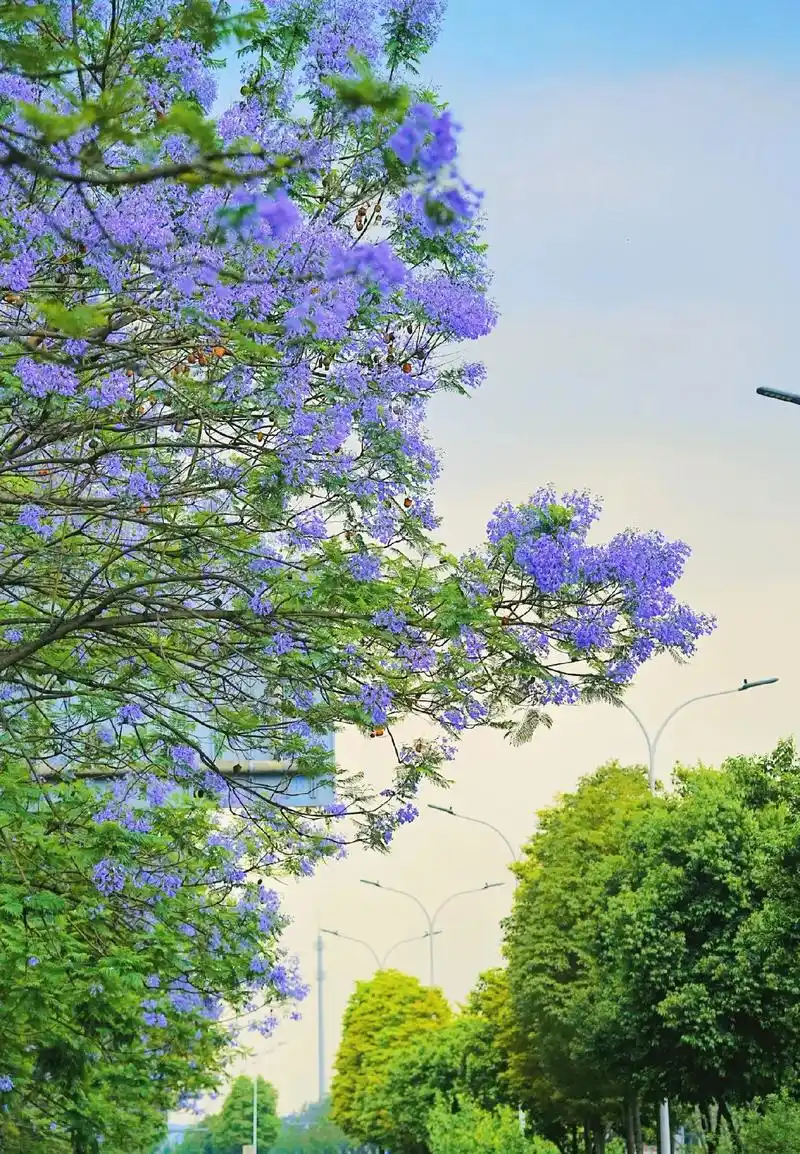 成都蓝花楹合集