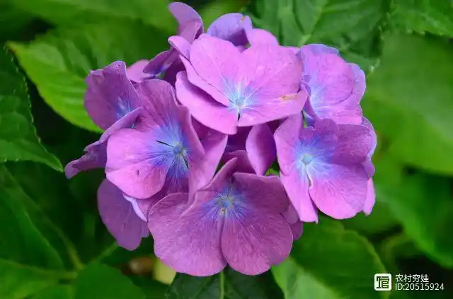 紫色绣球花中美丽的紫色花朵