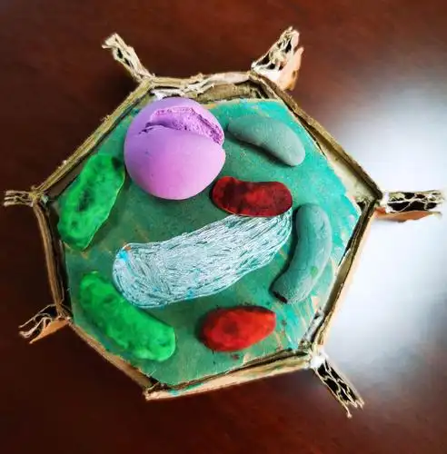 科学抗"疫",创新启航——港口中学2020年科技文化节(生物科组)