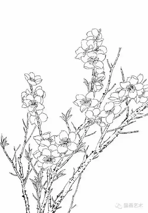 工笔桃花白描,美!