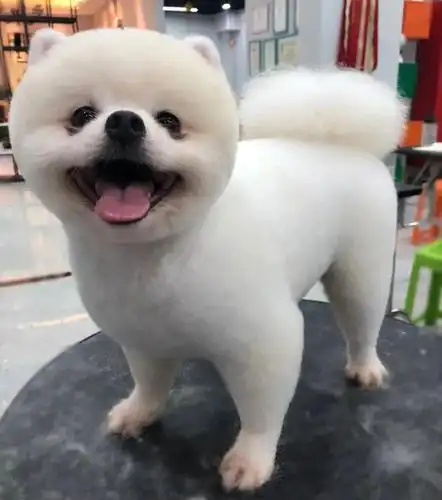 轻松让博美犬变身萌俊介与畅享优品一起来get这款人气网红造型