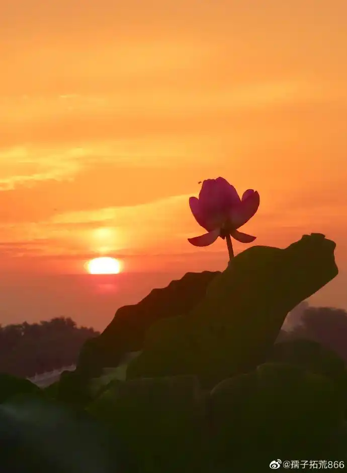 盛夏光影##光影盛夏##畅游北京#日出玉渊潭,映日荷花红@北京市玉蕴抖