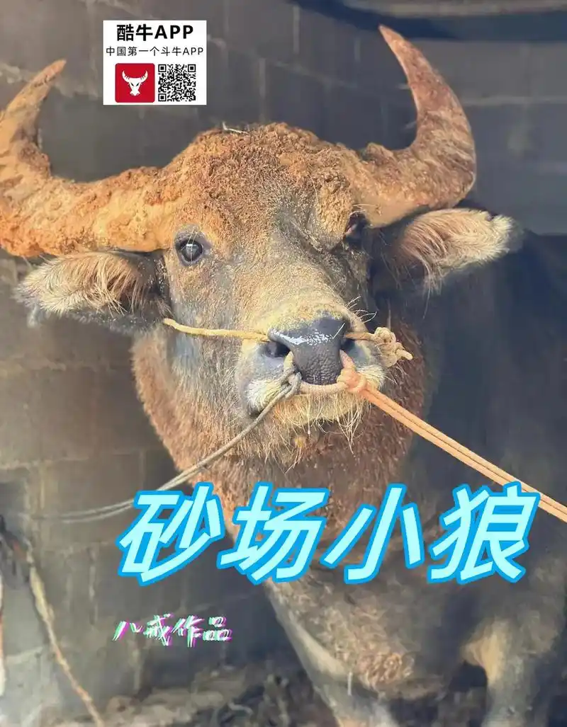 云南斗牛盛世繁华.2022年8月25-26日泸西腾达民族文化 - 抖音