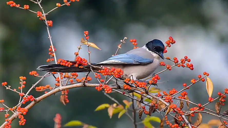 灰喜鹊16615 - 美篇