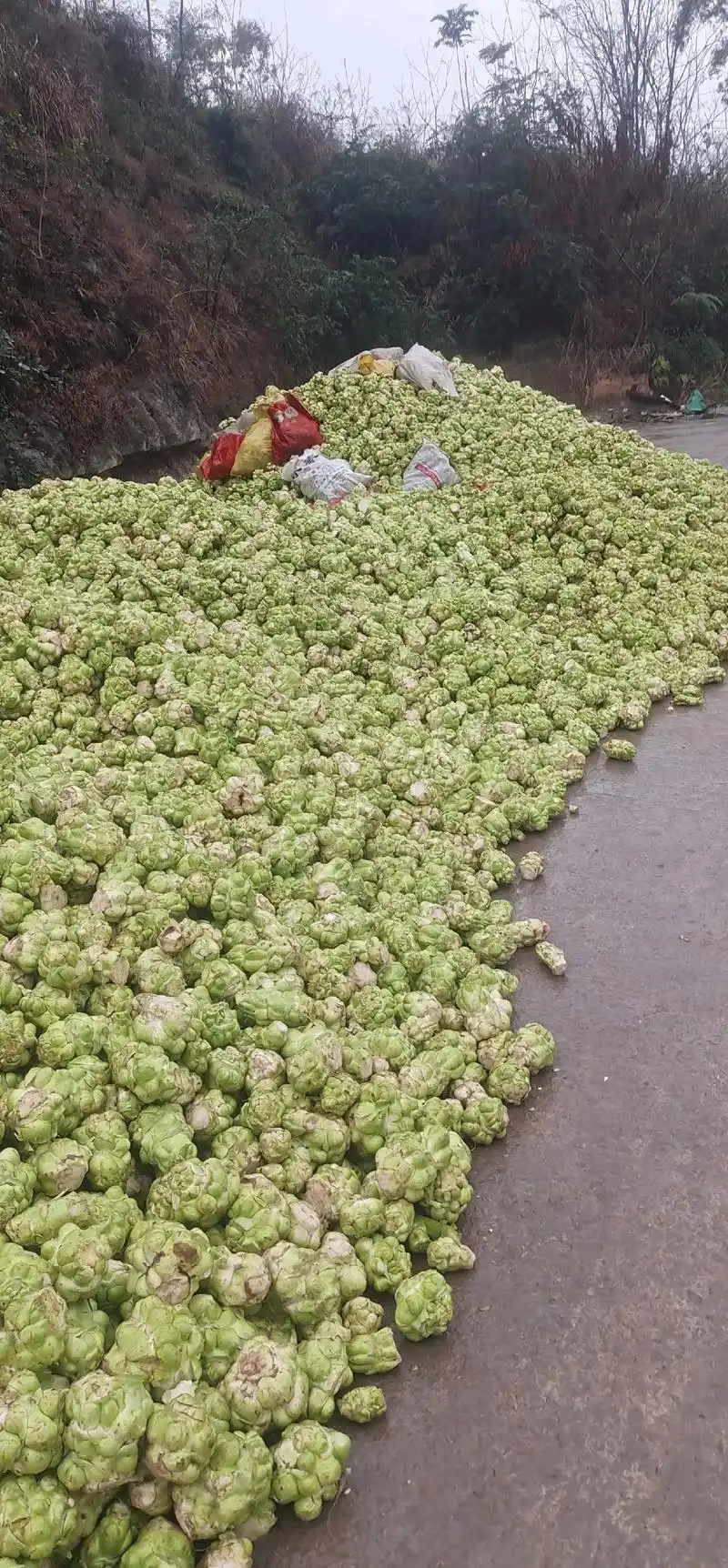 大量收购鲜榨菜,每天可卸八百吨至一千吨,量大价高,量大优先, - 抖音