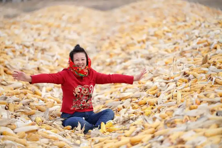 丰收的喜悦(摄影师 杨老师的作品)