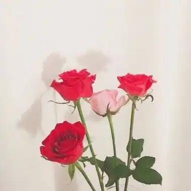 女人用什么头像有好运