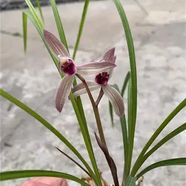 二红素(壮苗带花) - 中国兰花交易网