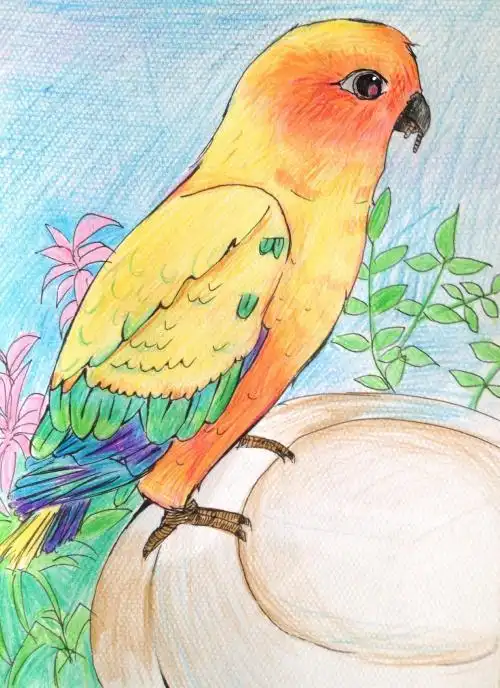 小鸟有什么颜色简笔画彩色的鸟简笔画一步一步教你画有颜色小鸟的画法