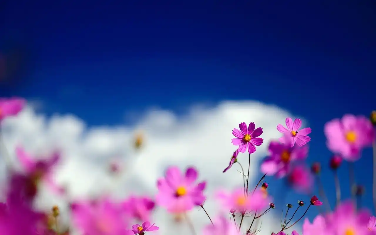 清新唯美花卉植物风景桌面壁纸